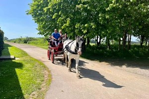 Horse Drawn Carriage Ride For Up To Five