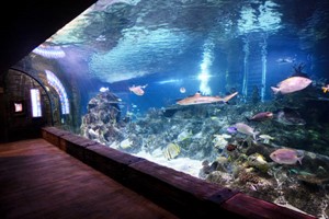 Family Snorkelling and Entry at Skegness Aquarium Image 5