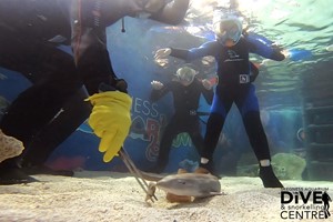 Family Snorkelling and Entry at Skegness Aquarium Image 1