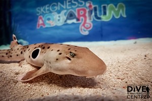 Family Snorkelling and Entry at Skegness Aquarium Image 2