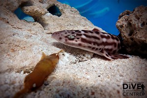 Family Snorkelling and Entry at Skegness Aquarium Image 4