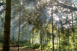 Mindfulness Meditation in Nature for Two Image 4