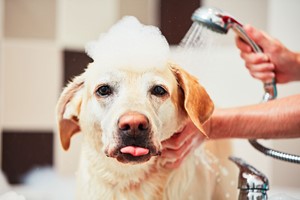 Click to view details and reviews for Dog Grooming Diploma Online Course For One.