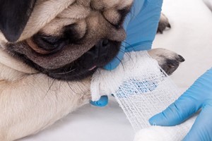 Online Pet First Aid Course for One Image 1