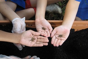 Online Peer Royal Horticultural Society Level 2 Plant Nutrition and Roots Course for One Image 3