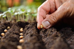 Online Peer Royal Horticultural Society Level 2 Plant Nutrition and Roots Course for One Image 1