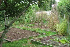 Online Self Sufficient Vegetable Gardening Course with an Expert for One Image 3