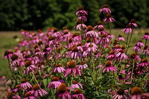 Online Planting the Piet Oudolf Way Course in a Virtual Classroom Image 2