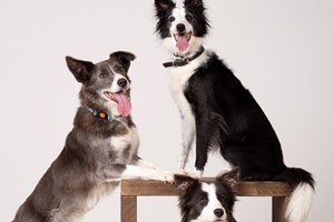 One-Hour Professional Pet Photography Portrait Session at Barrett & Coe picture