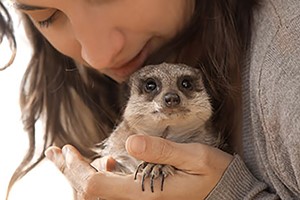 Meeting the Meerkats for Two, Oxfordshire Image 2