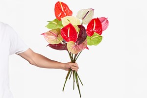 Three-Month Luxury Flower Subscription from Arena Flowers Image 4