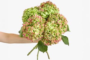12-Month Luxury Flower Subscription from Arena Flowers Image 3