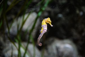 SEA LIFE Blackpool Entry Tickets for One Image 1