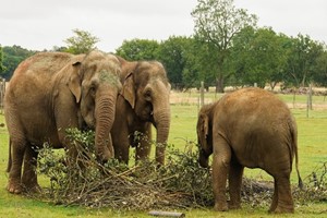 Entry to Whipsnade Zoo for One Adult Image 1