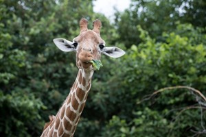 Entry to Whipsnade Zoo for One Adult Image 5