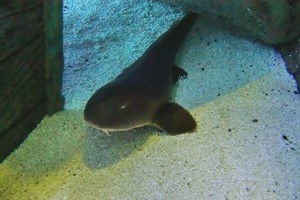 Child's Snorkelling with Baby Sharks and Entry at Skegness Aquarium Image 4