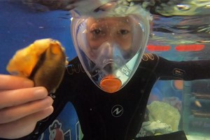 Child's Snorkelling with Baby Sharks and Entry at Skegness Aquarium Image 2