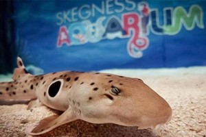 Child's Snorkelling with Baby Sharks and Entry at Skegness Aquarium picture