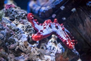 Child's Snorkelling with Baby Sharks and Entry at Skegness Aquarium Image 5