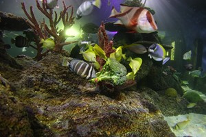 Child's Snorkelling with Baby Sharks and Entry at Skegness Aquarium Image 3