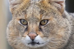 Wildcat Experience for Two at Ark Wildlife Park Image 3