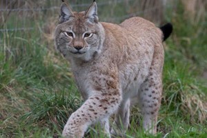 Wildcat Experience for Two at Ark Wildlife Park Image 2