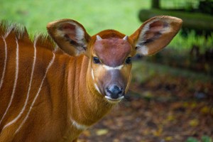 Digital Animal Adoption with Entry to Howletts Wild Animal Park for Two Adults Image 5