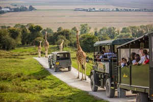 Digital Animal Adoption with Entry to Port Lympne Reserve and Truck Safari for Two Adults Image 1