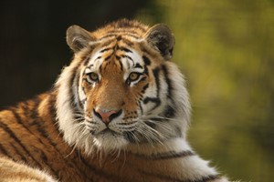 Digital Animal Adoption with Entry to Port Lympne Reserve and Truck Safari for Two Adults Image 3