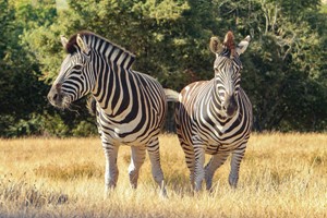 Digital Animal Adoption with Entry to Port Lympne Reserve and Safari for a Family of Four Image 2