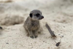 Click to view details and reviews for Meet The Meerkats For Two At Hobbledown Heath Hounslow.