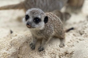 Meet the Meerkats for Two at Hobbledown Heath Hounslow Image 2