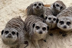 Meet the Meerkats for Two at Hobbledown Heath Hounslow Image 3