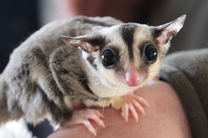 Meet Sugar Gliders for Two with The Animal Experience picture