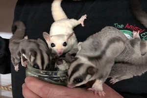 Meet Sugar Gliders for Two with The Animal Experience Image 2