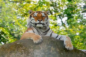 Meet the Tiger Experience for Two at Dartmoor Zoo Image 2