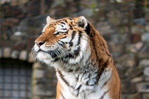 Meet the Tiger Experience for Two at Dartmoor Zoo Image 3