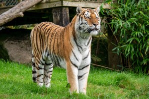 Meet the Tiger Experience for Two at Dartmoor Zoo Image 3