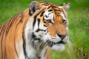 Meet the Tiger Experience for Two at Dartmoor Zoo Image 5