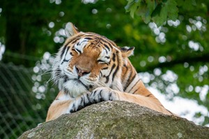 Meet the Tiger Experience for Two at Dartmoor Zoo Image 1