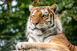 Meet the Tiger Experience for Two at Dartmoor Zoo picture