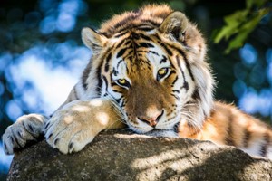 Meet the Tiger Experience for Two at Dartmoor Zoo Image 4