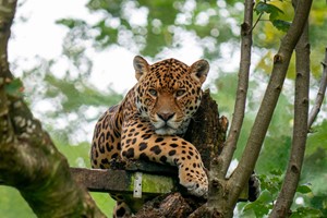 Big Cat Keeper Experience For Two At Dartmoor Zoo