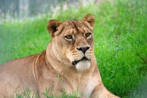 Big Cat Keeper Experience for Two at Dartmoor Zoo Image 3