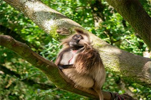 Keeper for a Day for Two at Dartmoor Zoo Image 4