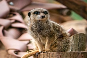 Keeper for a Day for Two at Dartmoor Zoo Image 3