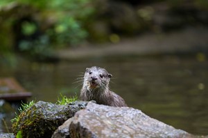 Keeper for a Day for Two at Dartmoor Zoo Image 5