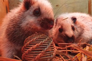 Keeper for a Day for Two at Dartmoor Zoo Image 3