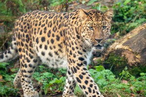 VIP 'We Bought a Zoo' Tour for Two at Dartmoor Zoo Image 2