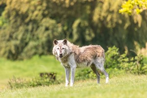 One Hour Carnivore Up Close Encounter for Two with Admission to Woburn Safari Park Image 2